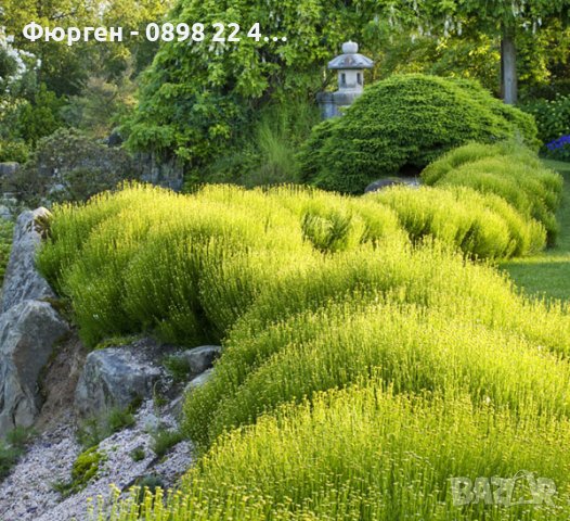Сантолина Сребриста и Зелена, снимка 12 - Градински цветя и растения - 27370133