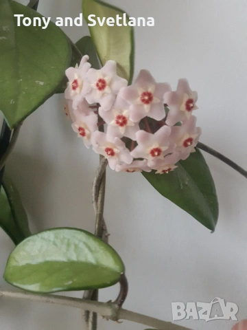 Хоя (Восъчниче), Хлорофитум, Алое (Aloe x delaetii), Традесканция Зебрина в комплект 