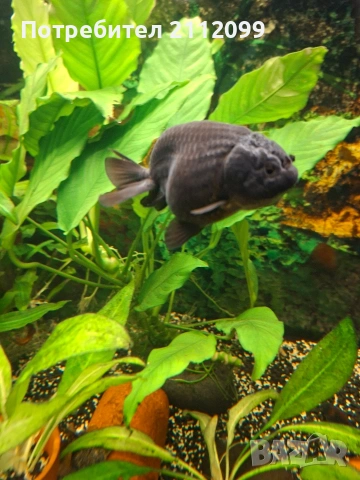 Ранчу черно 7см 