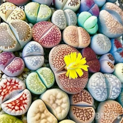 Семена микс за Живи камъчета ( Литопси ), снимка 3 - Стайни растения - 40236221