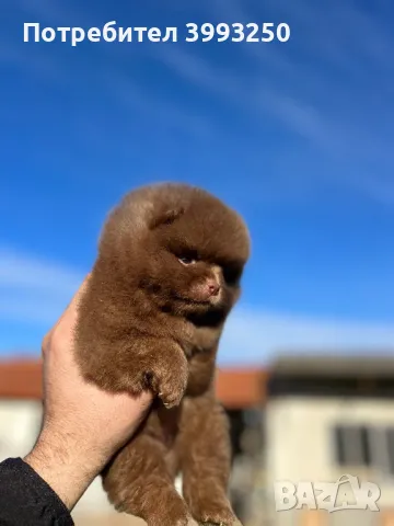 Померан , снимка 4 - За кучета - 48458860