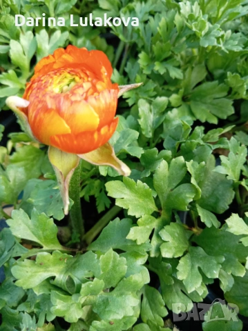 Лютиче , снимка 3 - Градински цветя и растения - 53415022