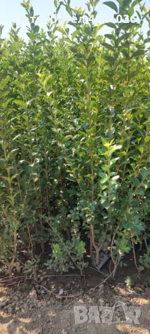 Продавам Лигуструм (жив-плет)