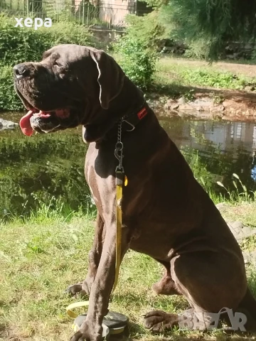 Немски дог(не се продава), снимка 5 - Търси партньор - 51092677
