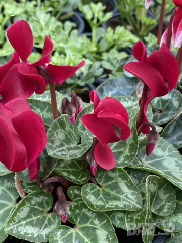 ПРОМО! 6 броя циклами , снимка 2 - Стайни растения - 52392095