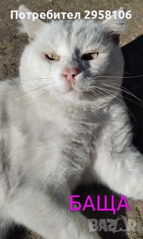 бяло мъжко коте, сини очи, 5 мес., снимка 13 - Британска късокосместа - 53197414