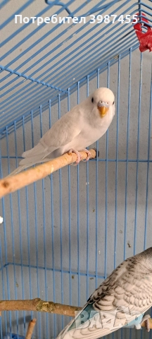 Продавам млади вълнисти папагали. Излюпени на 20.10.2025., снимка 4 - Папагали - 52593477