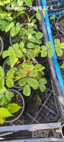 Черна шипка от диви рози (Rosa spinosissima), снимка 4 - Разсади - 52827184