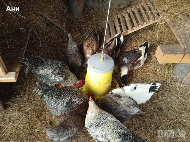 Био яйца от домашни щастливи кокошки в планинско село, снимка 6 - Домашни продукти - 43290905