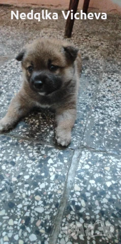 Продавам Шиба Ину, снимка 1