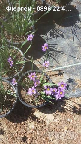 Сисиринхиум -многогодишно растени, снимка 4 - Разсади - 38086896