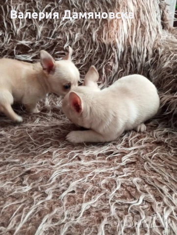 Чихуахуа, снимка 7 - Чихуахуа - 53409879