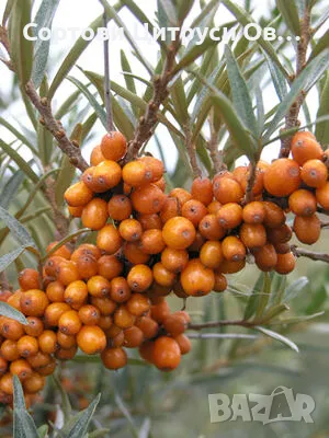 Облепиха Дръвче Хипарт, снимка 1