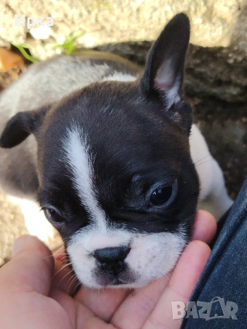 Френски булдогчета, снимка 6 - Френски булдог - 52464363