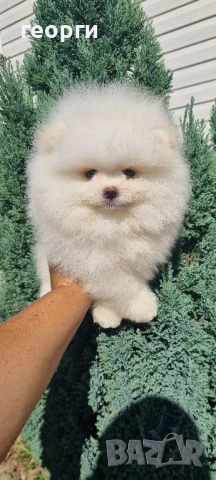 померан мини померанче, снимка 6 - Померан - 51192658