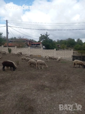 Североизточнобългарска тънкорунна 35 броя