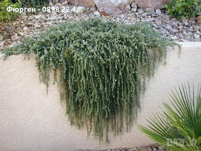 Розмарин Каскаден - Rosmarinus officinalis prostrata, снимка 5 - Разсади - 51360286