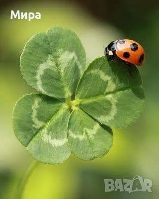 Грижа за възрастни хора