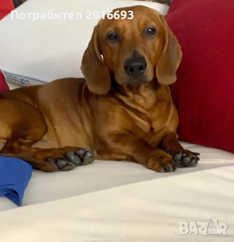 Мъжки дакел Майк си търси женски дакел за разплод., снимка 9 - Дакели - 48446225