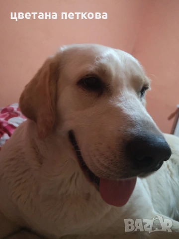 Лабрадор ретривър , снимка 9 - Лабрадор ретривър - 53220479