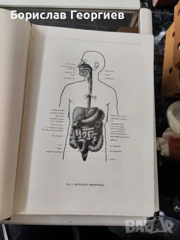 Анатомический атлас человеческого тела. Том 2

и 3, снимка 3 - Специализирана литература - 49526088