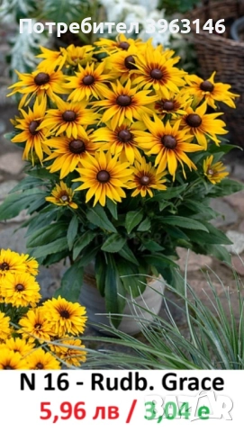 ГРАДИНСКИ Многогодишни Цветя., снимка 6 - Градински цветя и растения - 51078764