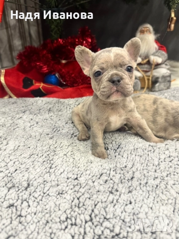 Френски булдог - Мерле, снимка 3 - Френски булдог - 52795127
