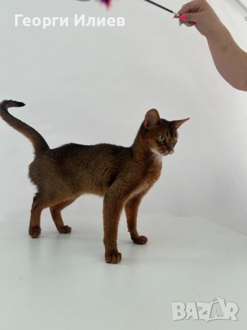 Продавам родословни абисински котета, снимка 3 - Други - 42625721