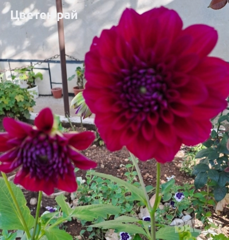 Грудки на няколко цвята далии , снимка 11 - Градински цветя и растения - 52506160