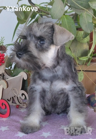 Мини шнауцер, женско Salt & Pepper , снимка 4 - Други - 52515218