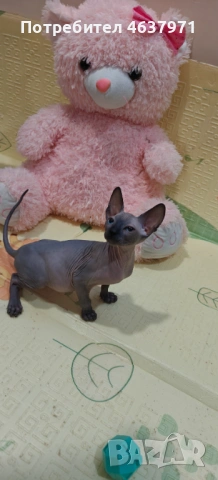 Канадски сфинкс, снимка 9 - Сфинксове - 53519696