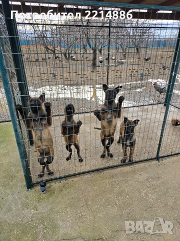 Белгийски овчарки-Малиноа , снимка 4 - Други - 52341802