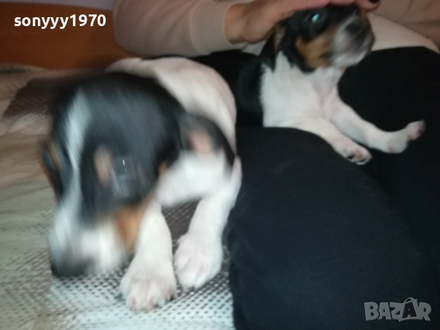 СЛАДКО КУТРЕ-ДЖАКЧЕ МОМИЧЕ 2610251635, снимка 10 - Джак ръсел териер - 52187082