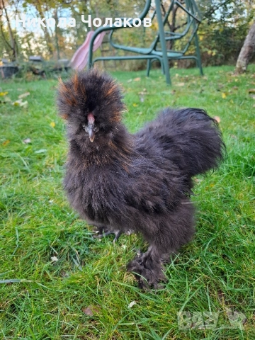 Американски копринки , снимка 6 - Кокошки и пуйки - 52495504