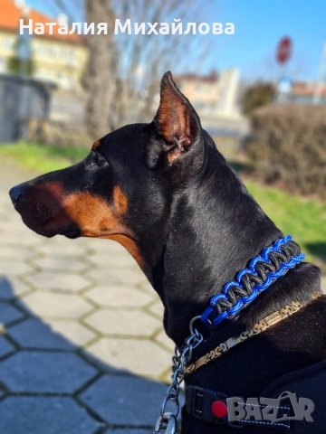 Продавам доберман, снимка 4 - Доберман - 53493235