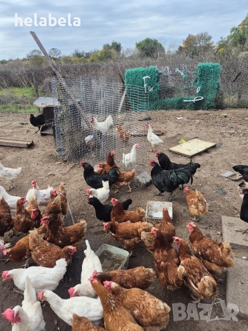 Продавам домашни яйца , снимка 3 - Кокошки и пуйки - 53436463