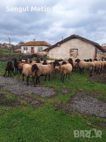 Продавам 30 бр плевенски черноглави овце , снимка 6 - Овце - 52475833