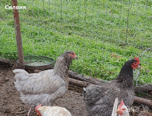 Сини яйца за излюпване , снимка 4 - други­ - 53204222