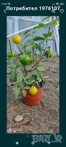 лимон,зелен лимон лайм,кумкуат, снимка 9 - Градински цветя и растения - 43271965