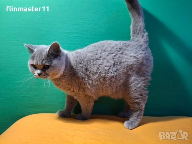 Британска синя късокосместа, снимка 3 - Британска късокосместа - 52868775