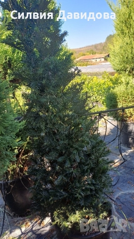 Тис, снимка 6 - Градински цветя и растения - 52501681