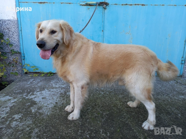 Голдън ретривър мъжки и женски, снимка 5 - Голдън ретривър - 53019010