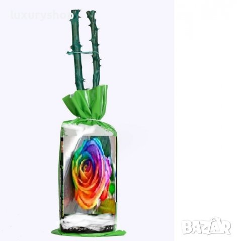 Корени готови за засаждане ” Черна Роза ”, " Нефрит ", " Дъгова " внос Холандия, сертифицирани, снимка 5 - Градински цветя и растения - 36733683