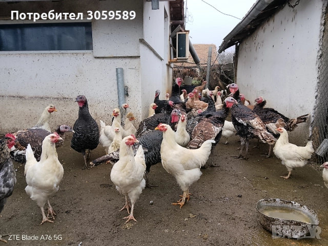 Пуйки и пуяци на половин година и петлета, снимка 4 - Кокошки и пуйки - 52061726