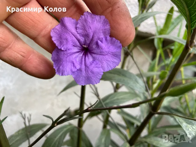 Руелия,Ruellia tuberosa,лилава и розова,цъфтящи,декоративни, снимка 2 - Стайни растения - 47808624