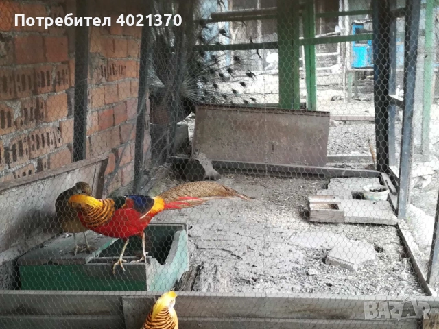 Фазани , снимка 2 - други­ - 52324349