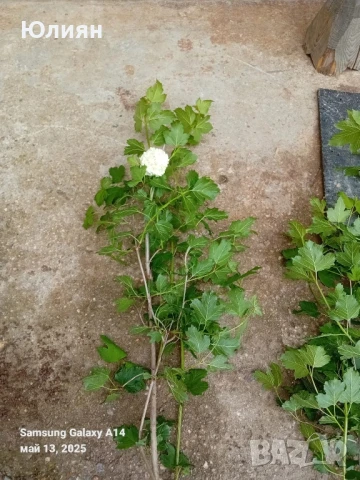 Снежна топка,Картоп,Калина , снимка 4 - Разсади - 50475641