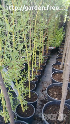 Плачеща върба Salix Babylonica, снимка 2 - Градински цветя и растения - 28714030