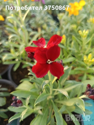 💚🩷💚 Шибой - Sugar Rush Mix, снимка 5 - Градински цветя и растения - 52084869