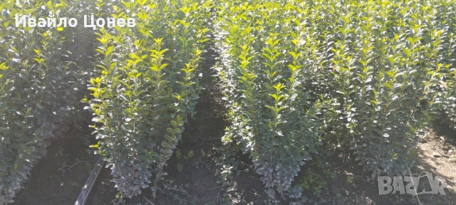 Лигуструм Овалифолиум - Цена за 1бр -0.70лв., снимка 11 - Разсади - 51955767